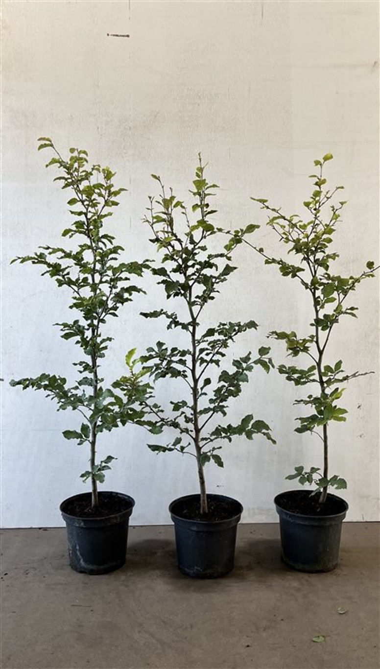 Fagus sylvatica - C5 80-100 CM